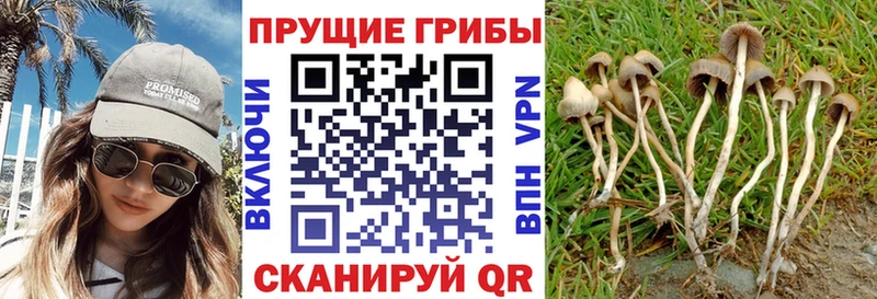 Галлюциногенные грибы Magic Shrooms Усть-Лабинск